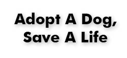 Foster A Dog, Save A Life